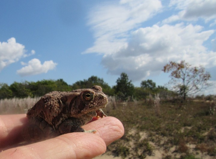 Fowler's Toad